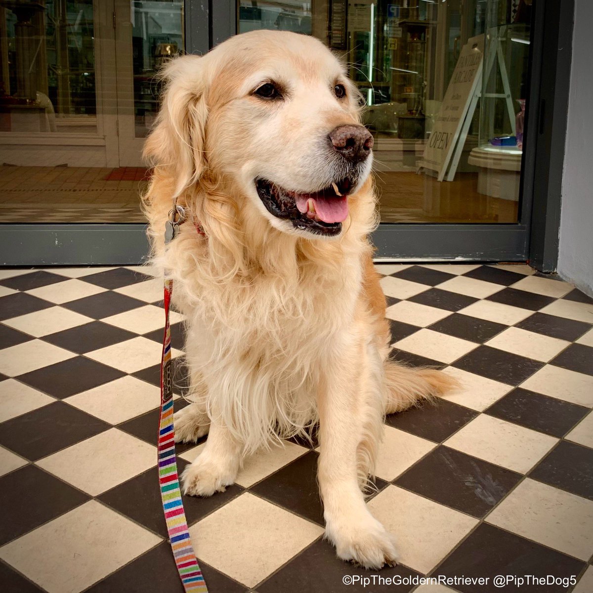 🎭🐶📸

Today, all that glisters IS gold! It’s international #GoldenRetrieverDay!

#GRC #WeekendSmiles