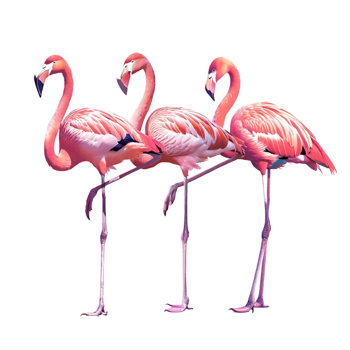 24_Redpink's tweet photo. Flamingo's daily number design goods 
Good luck with pink birds
#2月3日　#3日　#3Flamingos
#Redpink  #RedpinkFlamingo
#フラミンゴ #Flamingo  #ピンク  #pink #鳥 #bird  #suzuri  #24Redpink
#graphicart   #love #cute   #popcolor  #lucky  #luckycolor  #플라밍고 https://t.co/z95PAXo1Yl