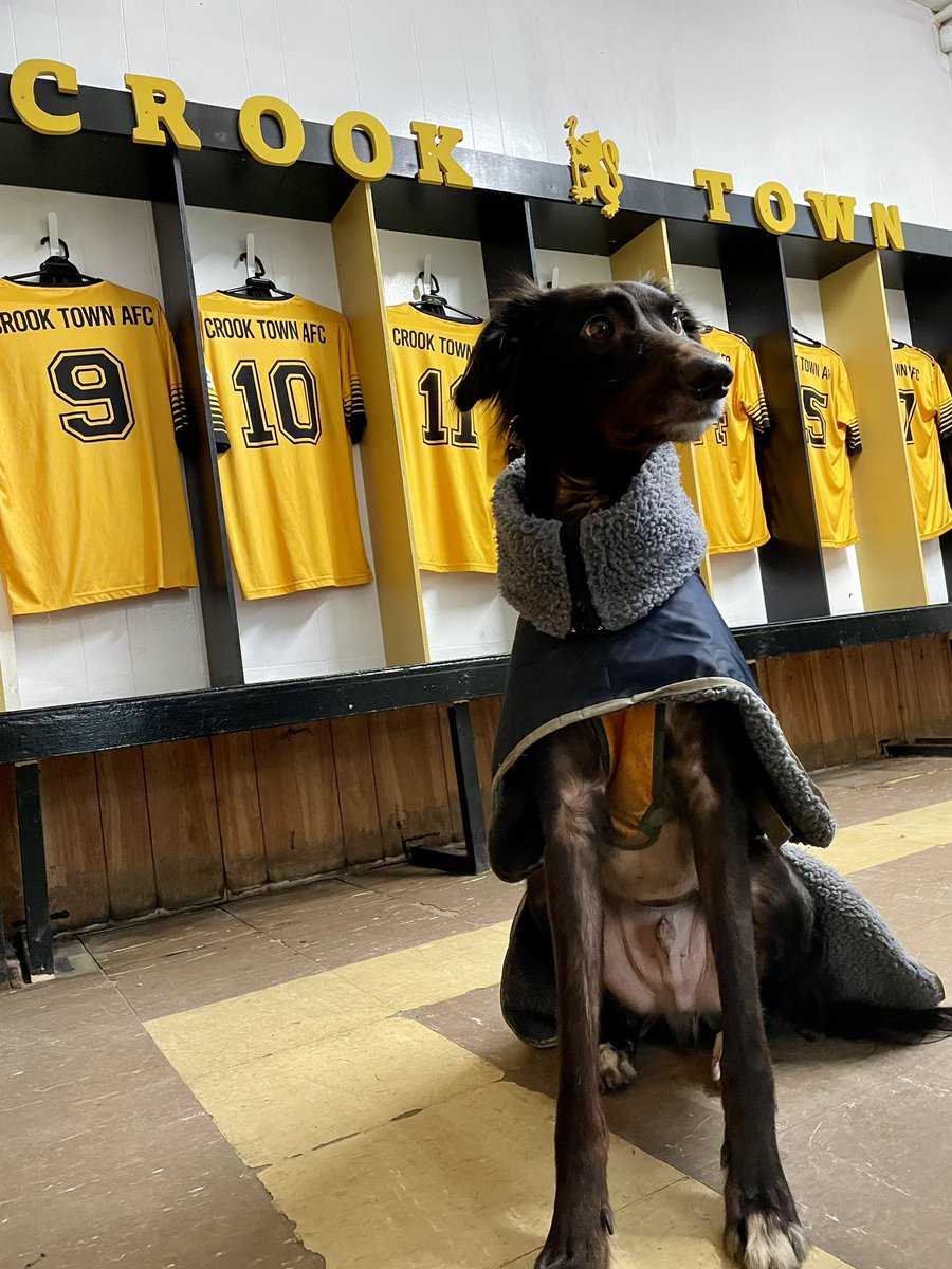 Good to go for <a href="/crooktown_afc/">Crook Town AFC 🖤💛</a> this afternoon vs Tow Law at the Millfield #nonleaguedogs