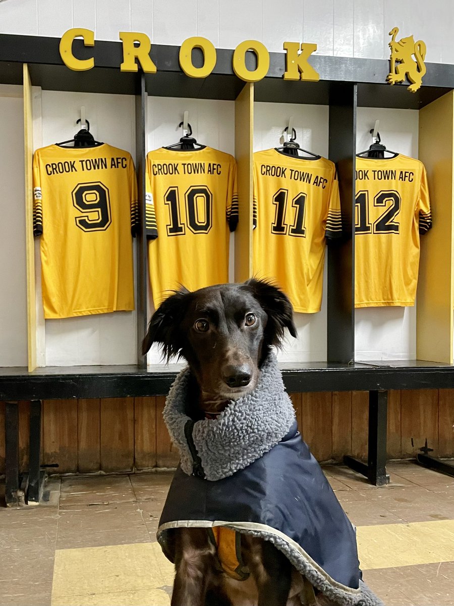 MillfieldMurphy's tweet photo. Good to go for @crooktown_afc this afternoon vs Tow Law at the Millfield #nonleaguedogs https://t.co/PxWkK2QXZa