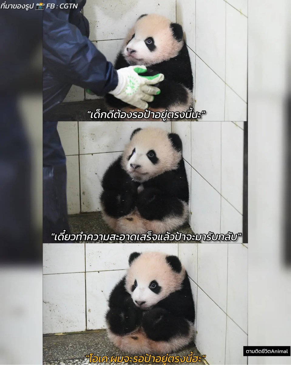 AnimalFW_TH's tweet image. 🐼แพนด้าเด็กพยายามชวนคุณป้าผู้ดูแลเล่น ในระหว่างทีากำลังทำความสะอาดกรง เลยถูกอุ้มมาวางไว้ตรงมุมห้อง แล้วบอกกับน้องว่า &quot;อย่าดื้อนะลูก น้องรอป้าอยู่ตรงนี้ เดี๋ยวทำความสะอาดเสร็จแล้วป้าจะมารับ&quot; 

🐼พอแพนด้าเด็กถูกคุณป้าพามาวางไวเที่มุมห้องเสร็จน้องก็ไม่ขยับไปไหนเลย…