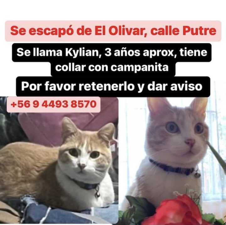 MariaJesusBra16's tweet photo. El gatito de mi papá arranco del humo😞,  Porfavor si lo ven retener, esperamos encontrarlo a salvo, El olivar calle putre #elolivar #VinadelMar #IncendioForestal #animalesperdidos https://t.co/W92IFpo59F