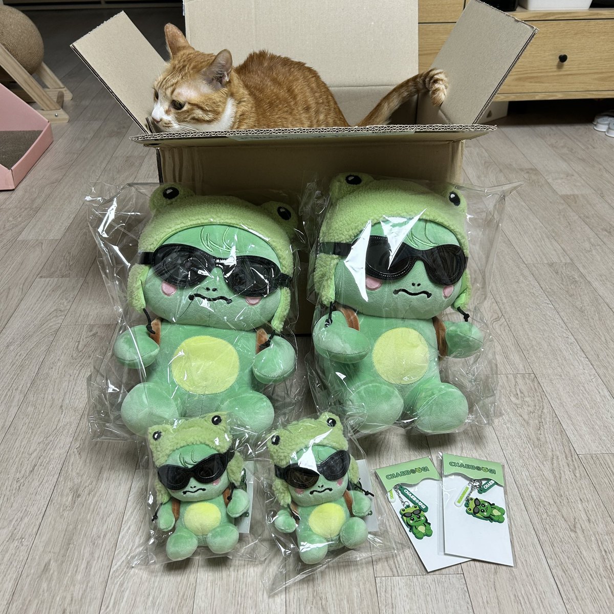 chaegooramy's tweet photo. 아악 o̴̶̷̥᷅⌓o̴̶̷᷄
채부기 너무 기엽자너...
채부기가 멍꼬보다 살짝 큰 느낌이야,,🥹
아 징짜 너무 귀여워... https://t.co/1aikx5KyZY