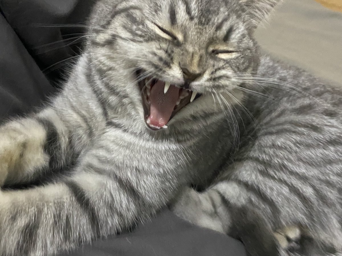 jourlon's tweet photo. ok….show my cute cat https://t.co/RRTu1dsB1j