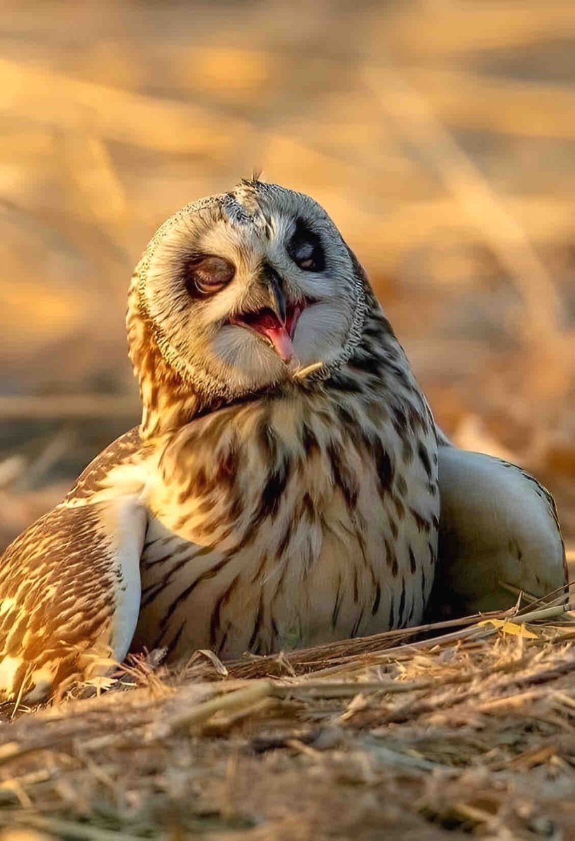 Wonder if this Owl 🦉 has just heard a good joke