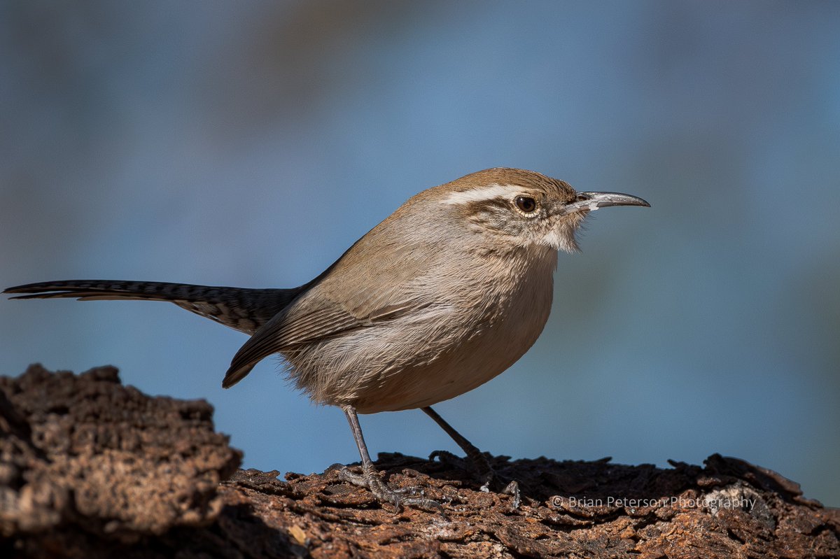 Dr_Brian_Pet's tweet photo. This #litte #tiny
#bird
is a
Bewick's wren
They flit around a lot
somewhat difficult
to #photograph
And there's some #gunk
on the #beak
#BirdsSeenIn2024 https://t.co/mKVbyYH86x