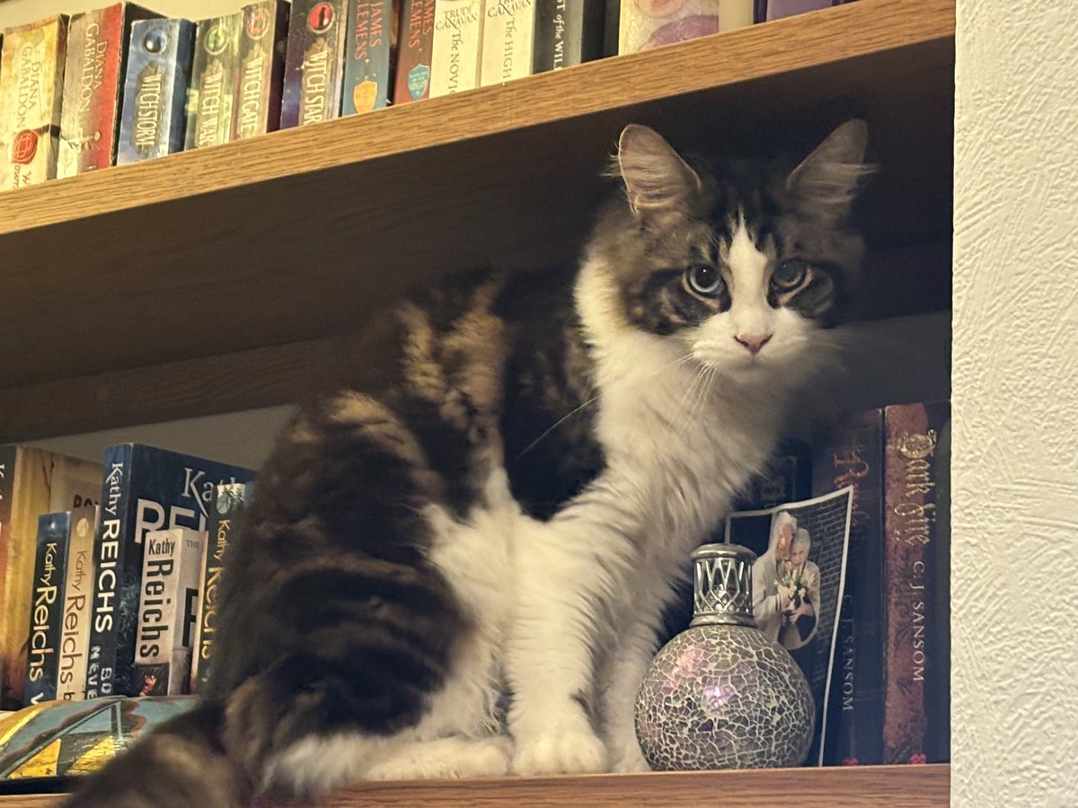 amore_meow's tweet photo. Finally managed a picture of my odd-eyed beauty Calliope (Cally). Obviously choosing her next book ☺️ #CatsofTwittter #CatsAreFamily https://t.co/GjmAYiZkwE