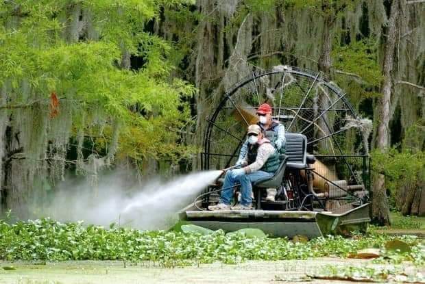 WeCan_me's tweet photo. @VoteWaterFL Agree... FWC spraying poisonous substances directly into our Waters kills Aquatic Plants that uptake Phosphate, etc. Dead plants release &amp; add nutrients to Our Waters #StoptheSpraying #StoptheSource https://t.co/2OK0A11slo