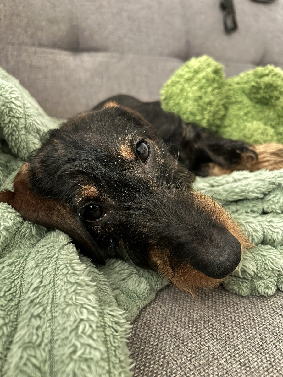 pascalbuerklin's tweet photo. @TFT 🧧 Emmi tired. https://t.co/l9I06CJgLP