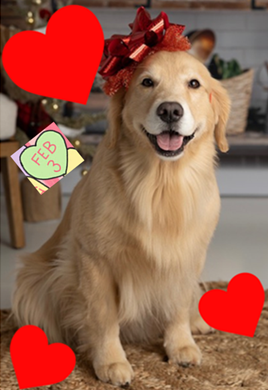 OurFordStore's tweet photo. Happy #GoldenRetrieverDay! @OurFordStore is grateful to #GreaterPittsburghGoldenRetrieverClub for agreeing to demonstrate safe vehicle travel practices for pets at #PghAutoShow Feb 16-19! @Thurbyjr @ShultsFord @GoldretrieverUS @MaineGolden @vdstaff58 https://t.co/42QwXeq1oN