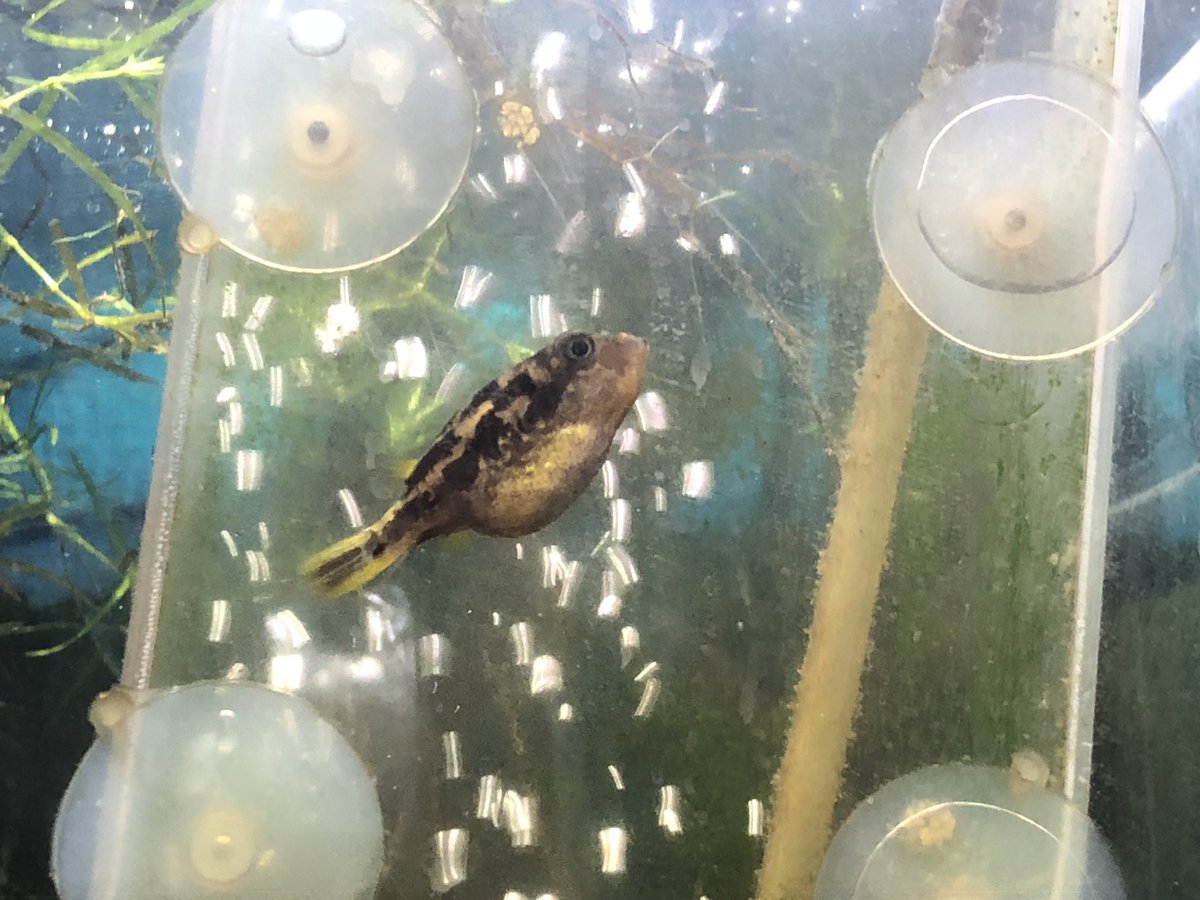 tanatuki_ch's tweet photo. 挟まったアベさん
#アベニーパファ #Dwarfpufferfish https://t.co/dtonlpxATK