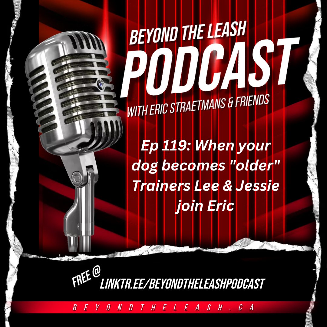 linkthrusocial's tweet photo. #BeyondTheLeash #Podcast
🎧 Ep 119: When your dog becomes "older" Trainers Lee & Jessie join Eric
https://t.co/hd2sqAB6nl
⭐️SPONSOR⭐️
@bigcountryraw
#DogsOfTwitter #dogtraining #dogtrainer #podcast @btl_training #agingdogs https://t.co/dGjAjhJI3P