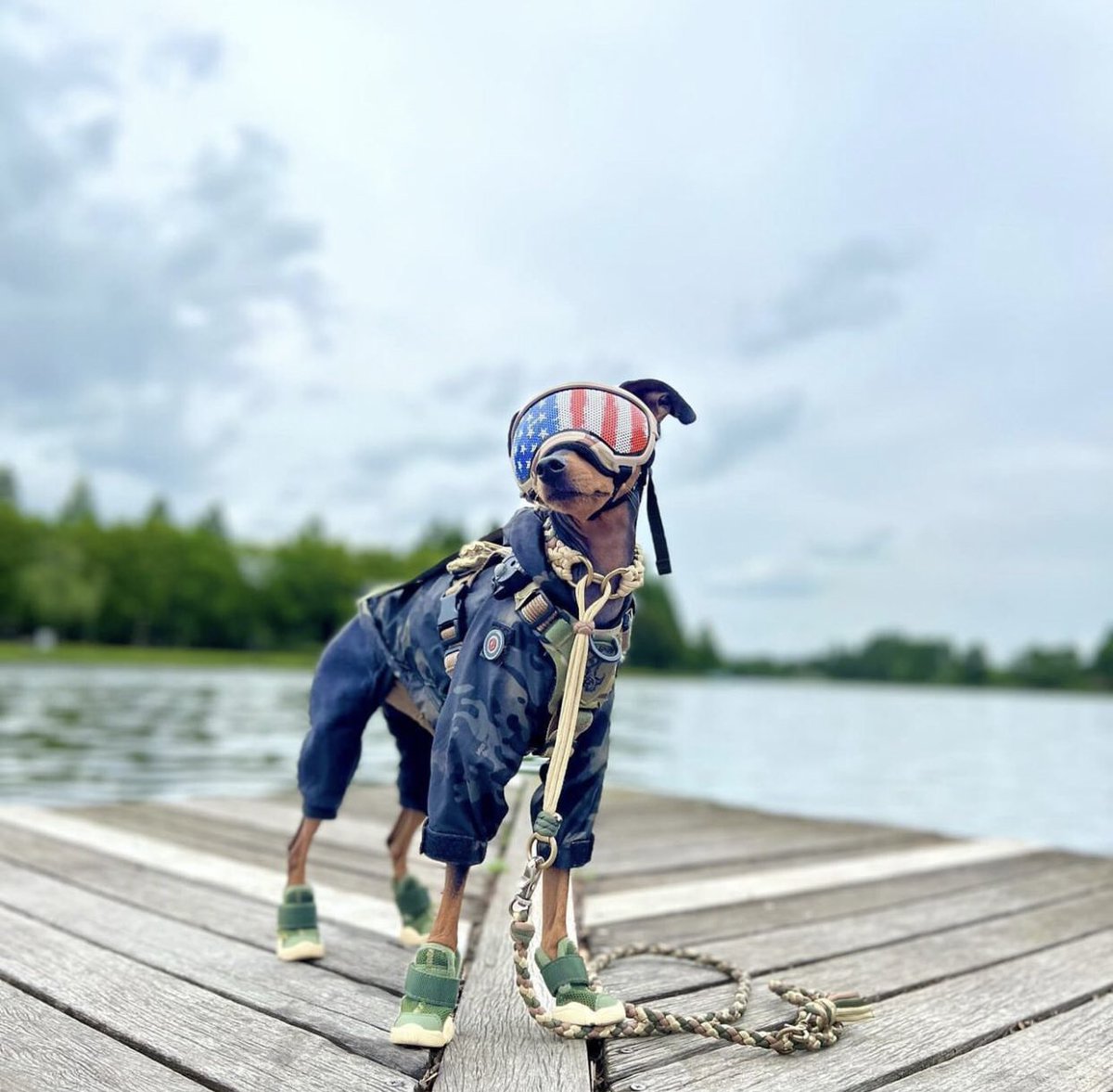 LoyHiwad's tweet image. امریکا د خپل د نظامی سپیانو ښه ساتنه کوي 
او سپیان یې هم وفاداره دي امریکا ته 

#armydogs