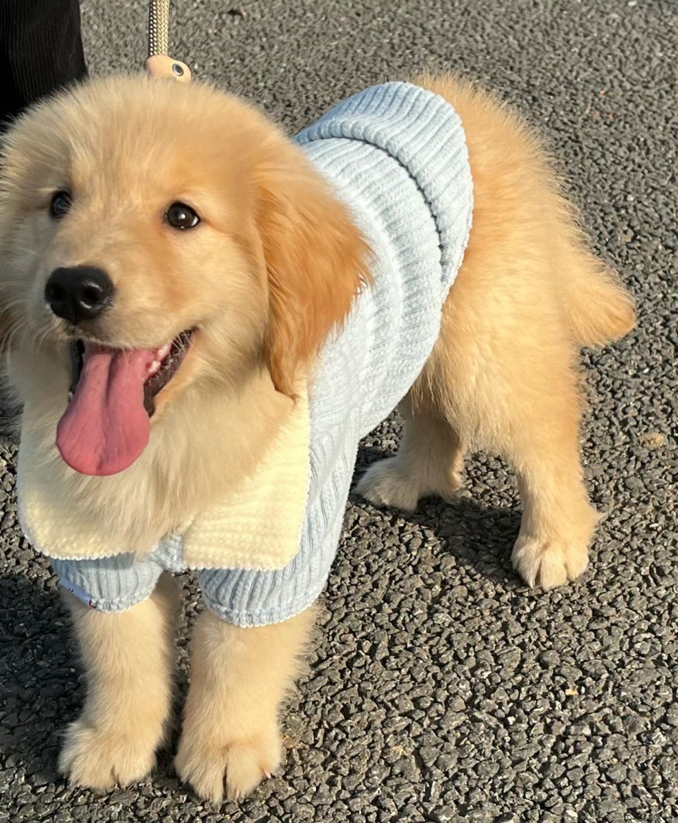 puppies_video's tweet photo. So gorgeous 🥰 https://t.co/h1uJSXev1b