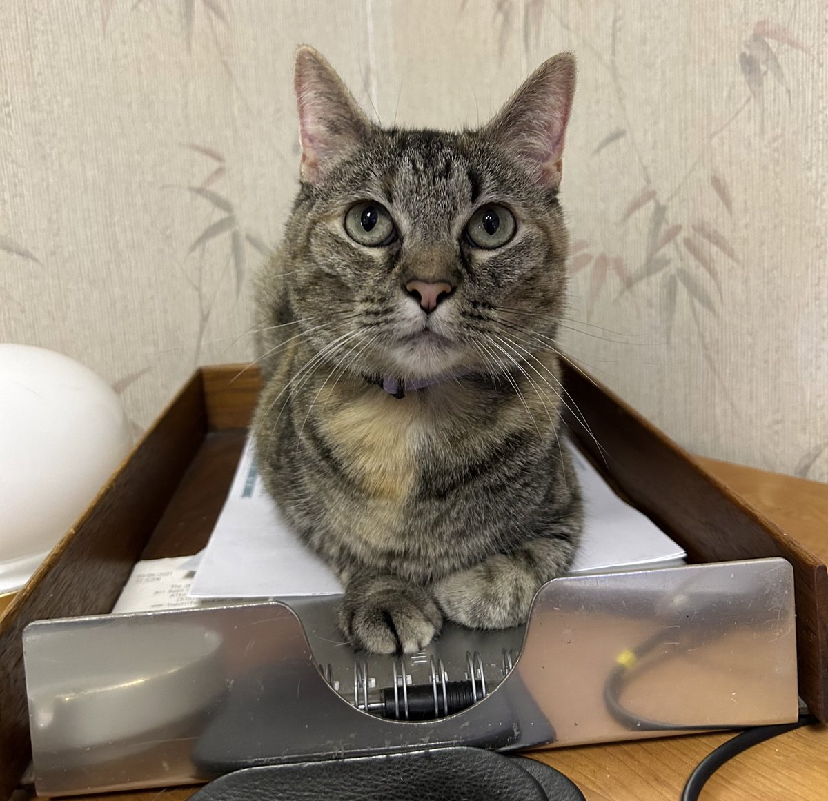 Lucy SkinnyJeans tweet media