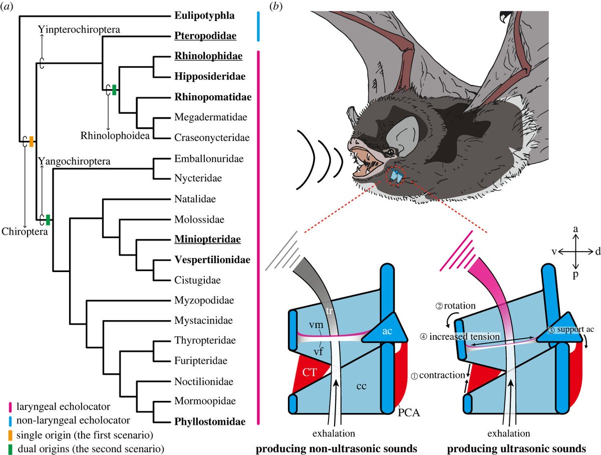 RSocPublishing's tweet photo. New from #ProcB: Musculoskeletal morphogenesis supports the convergent evolution of #bat laryngeal echolocation https://t.co/aTBWykrRsc | #Biomechanics #DevelopmentalBiology #Evolution https://t.co/q5Qi4lJJqN