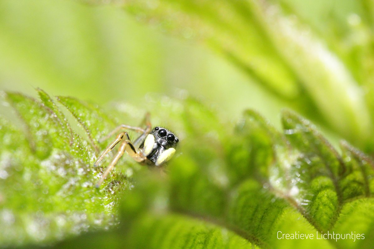 crealichtpuntje's tweet photo. Dag 3 van de #KleurInDeNatuur fotochallenge met vandaag het thema #Appelgroen. Ik combineer hem met mijn favoriete beestje.🕷🕸 Dit is de #Heliophanus springspin, o.a te herkennen aan zijn felgele pedipalpen. Een initiatief van @ChrRoland https://t.co/en3rj7fnoz