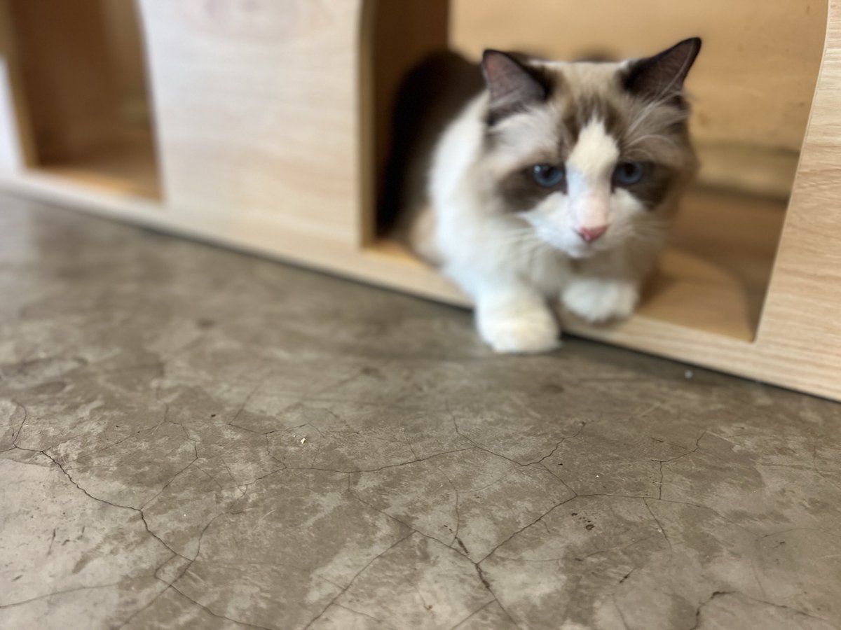 lustingromeo's tweet image. 过年最常被亲戚问的就是：

你做科技业现在一个月大概赚多少？

我都很诚实的跟他们说大概2-3万左右吧！

亲戚问我你是做什么科技平台还是搞比特币？可以赚得赚这么多！

我说你也可以呀

因为我：做梦