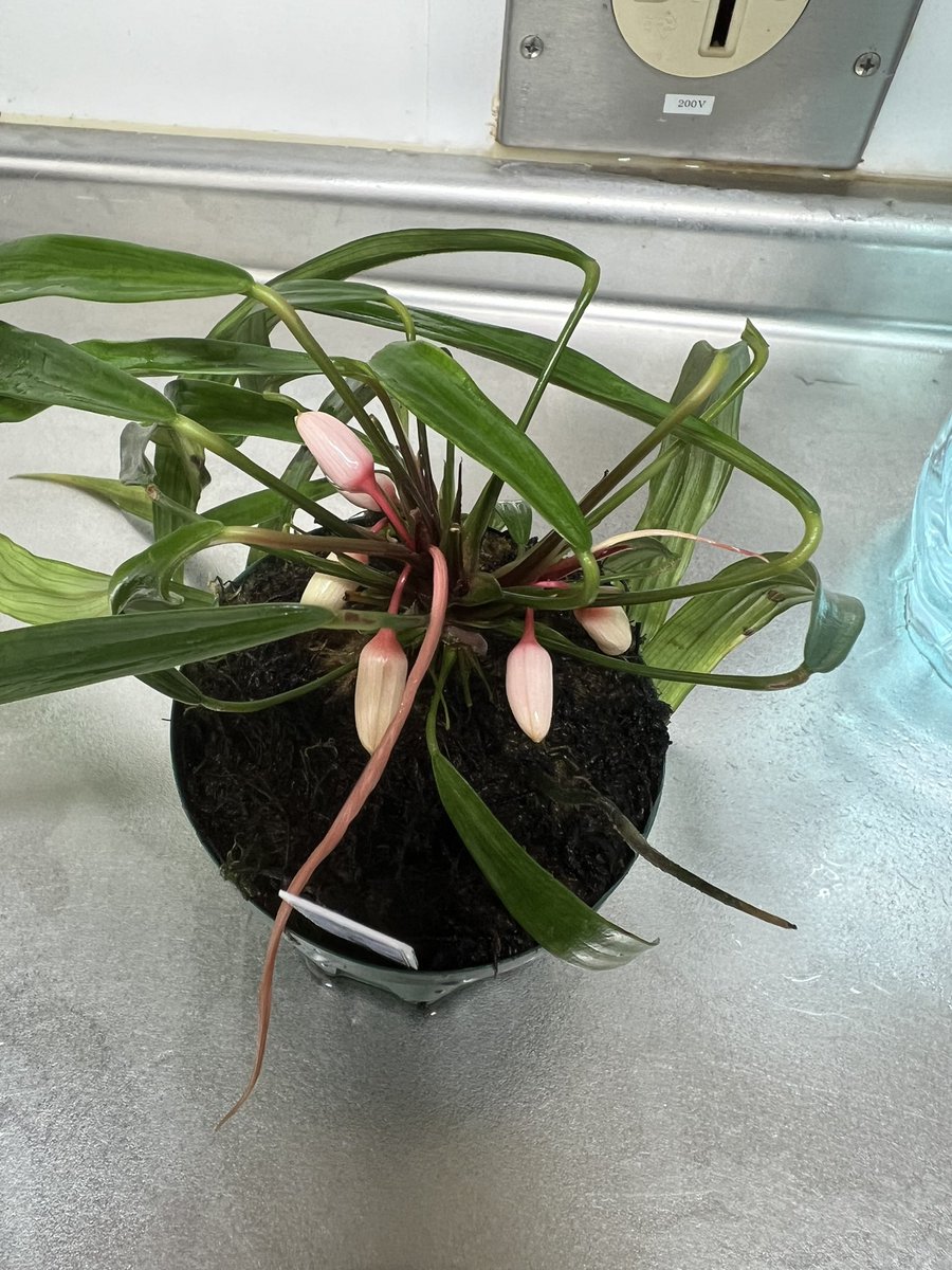 ホマロメナ アンスリオイデス。 Homalomena anthurioides 葉が長くなり