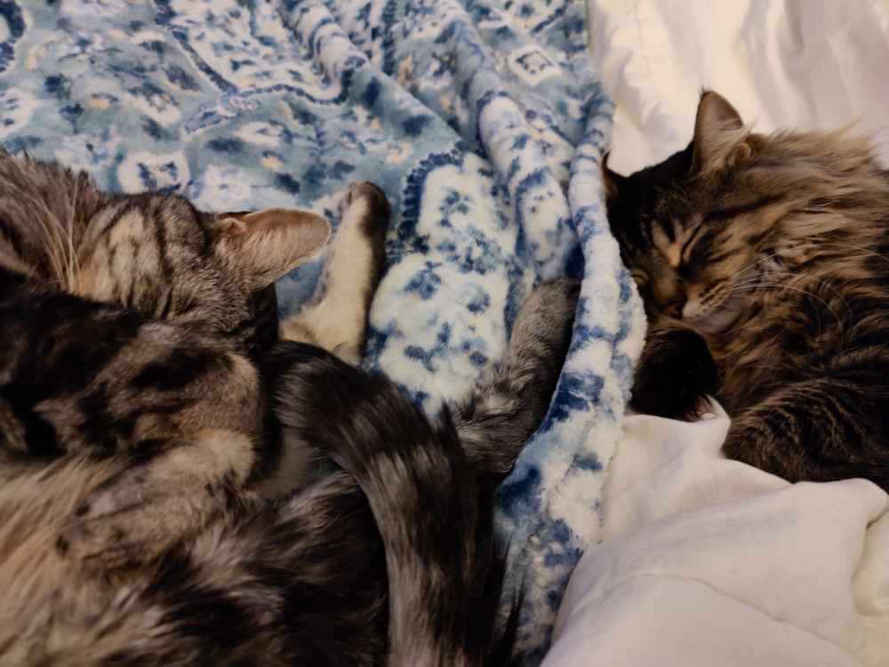 Mii &amp; bruddr Georgie seepiest boiz squinchin #cats #CatsLover #Caturday