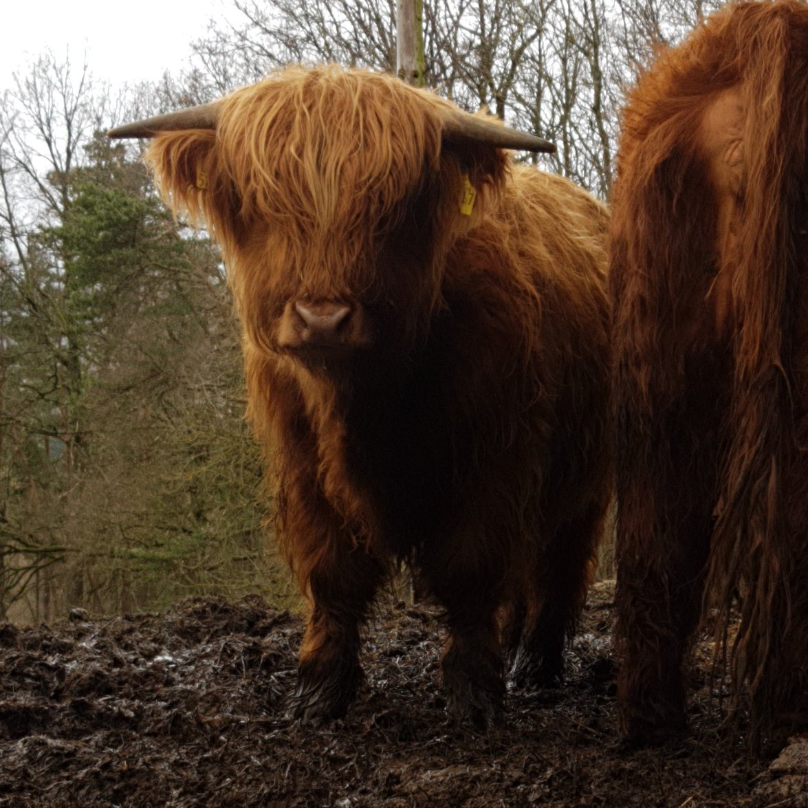 Heute haben wir uns von Oskar getrennt. Er steht jetzt auf einer Bullenweide in Bayern.
#highland #winter #cattle #Oskar #Saturday