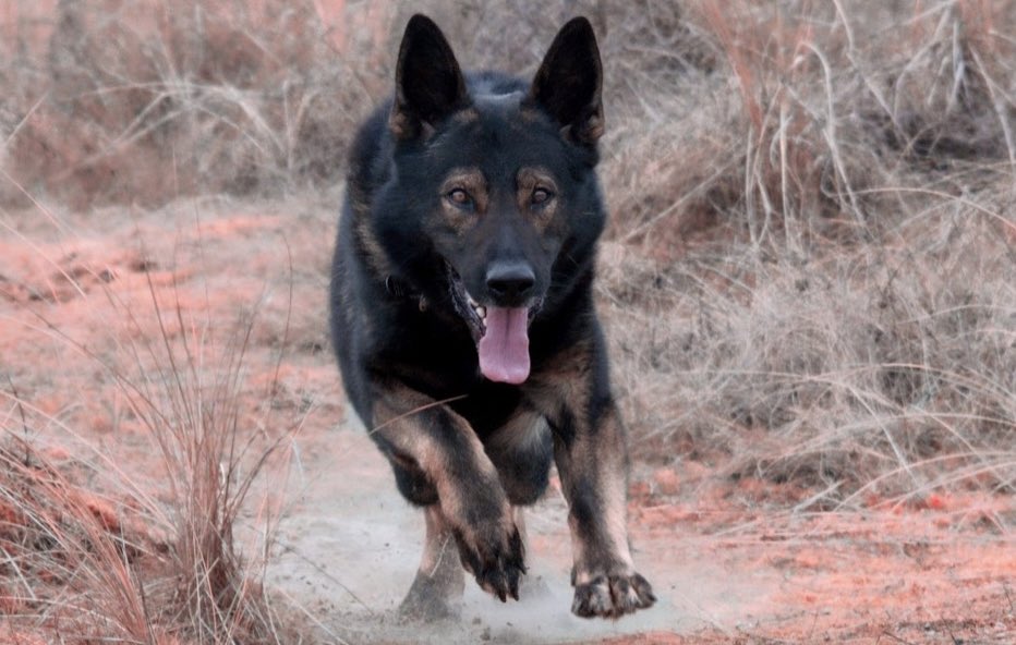 Happy 7th Birthday to RPD Captain who served with West Midlands Police and is supported in his retirement by our foundation. 💙🐶🇬🇧