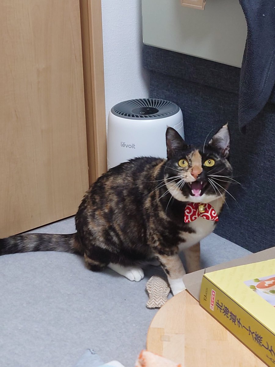 sed0922's tweet photo. 新しい首輪可愛いけど気に入らないみたいです
＃保護猫 #サビ猫 ＃名前はわさびです https://t.co/84rCHrQDlW
