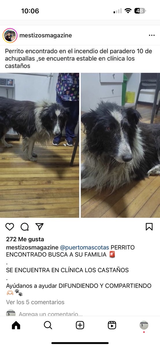 franciscagh's tweet photo. #IncendioForestal #VINADELMAR #Valparaíso #perroencontrado https://t.co/6ctHx3bsOf