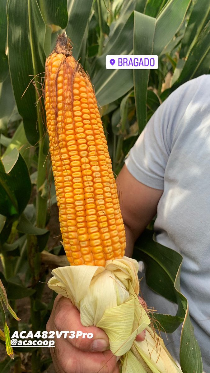 FrancoAgustinD's tweet photo. ACA482VT3Pro
18hileras. 35granos/hilera.
Densidad: 72000pl/ha
📍La Limpia, Bragado. https://t.co/UOEmPbx5lm