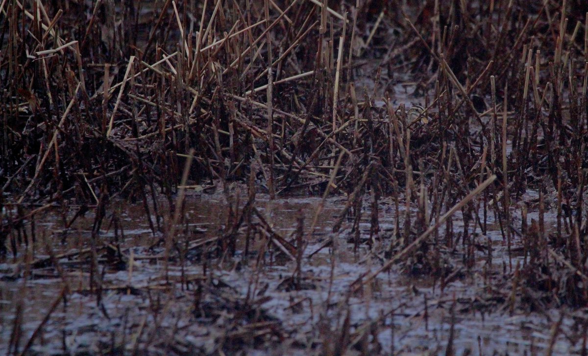 Spot the Snipe this morning at Woodberry Wetlands. @WildLondon