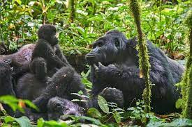 Green Cameroon tweet media