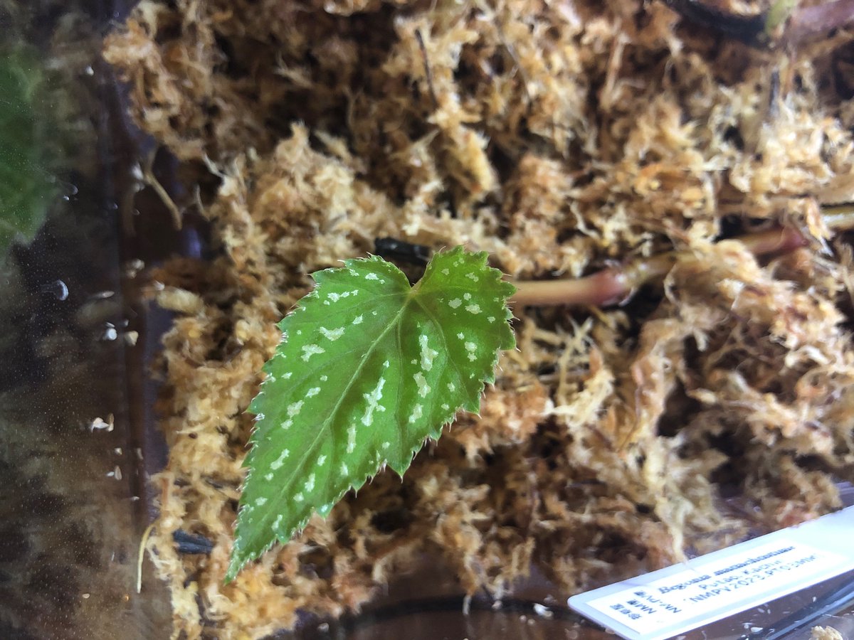 okapi6721's tweet photo. #珍草便
Begonia mariachristinae 
マリアとキリスト…どういう名前の付け方？ https://t.co/1zfEBOvx1a