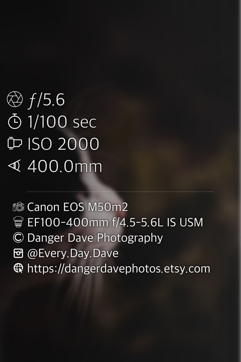 Caught this elusive bathroom counter bandit in action! 🕵️‍♂️🚿 Stealth level: Expert. 🐱 📸❤️

#TuxedoCatChronicles #BathroomBandit #caturday #kansasphotography #follow #kcco #kansas #catsofinstagram #like #catlover #photography #photographerlife #yourshotphotography #400mm