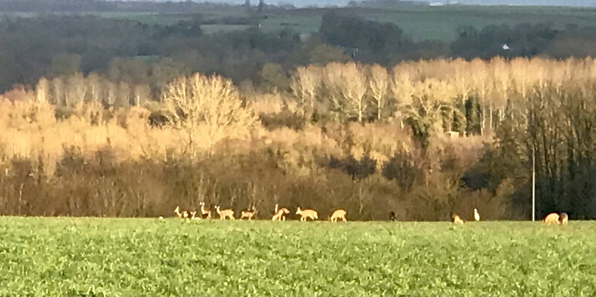 Among the glorious late winter colours of nature on our walk today, a very calm herd of deer brought a smile. On The Somme you are never far from seeing nature at its best, alongside the history of course. Ancre Heights, a wonderful place to walk. #nature #somme