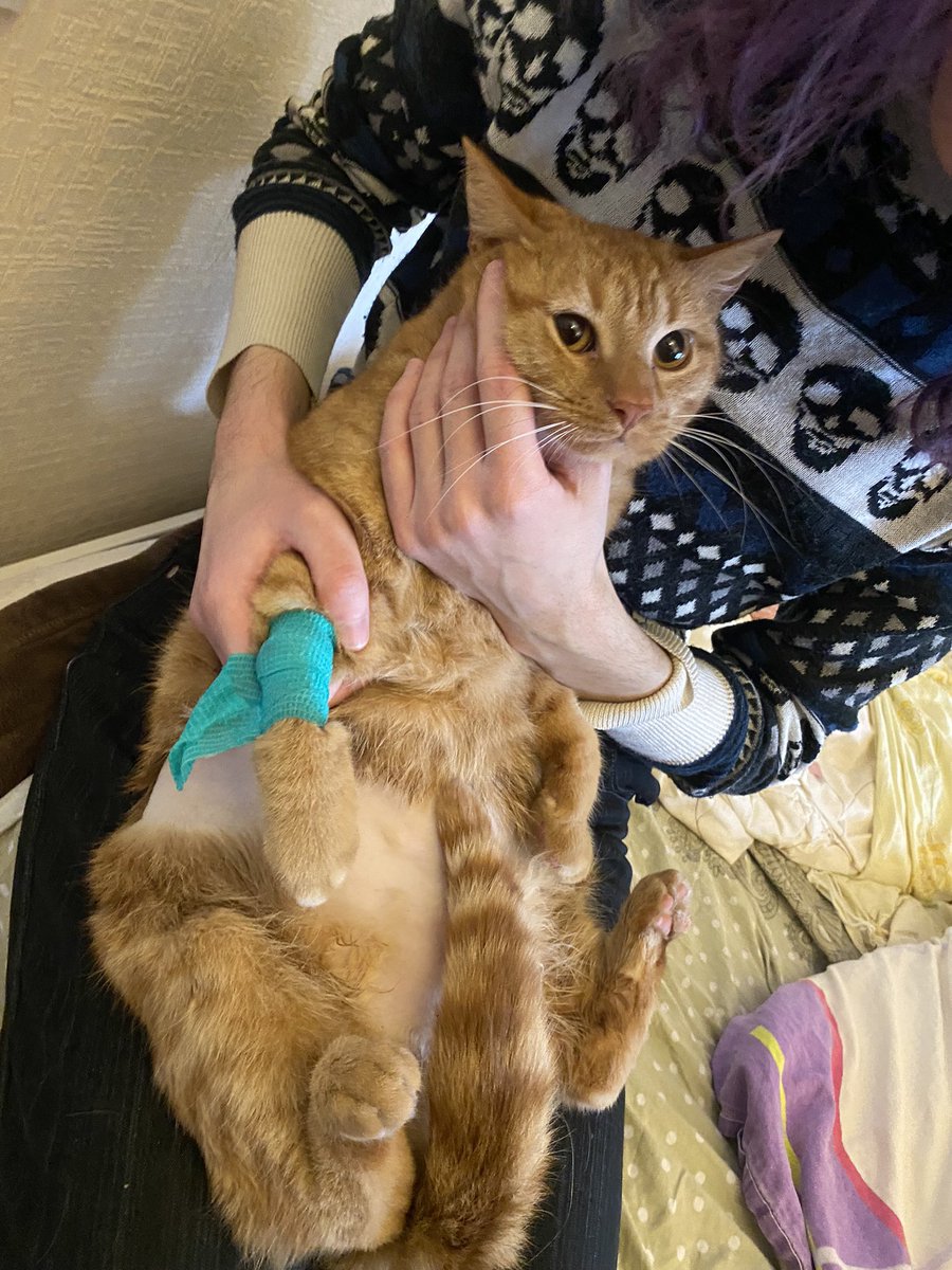 raymondchtonic's tweet photo. СБОР НА ДИОГЕНА

Мой котэ Диоген стал отказываться от корма и плохо ходить в туалет. Мы отвели его в ветеринарку, оказалось - гастрит и подозрение на почечную болезнь. Часть услуг мы оплатили, но нужно еще за анализы и лечение. Буду признателен за помощь!

https://t.co/YICTfz83xr https://t.co/A86889olNI