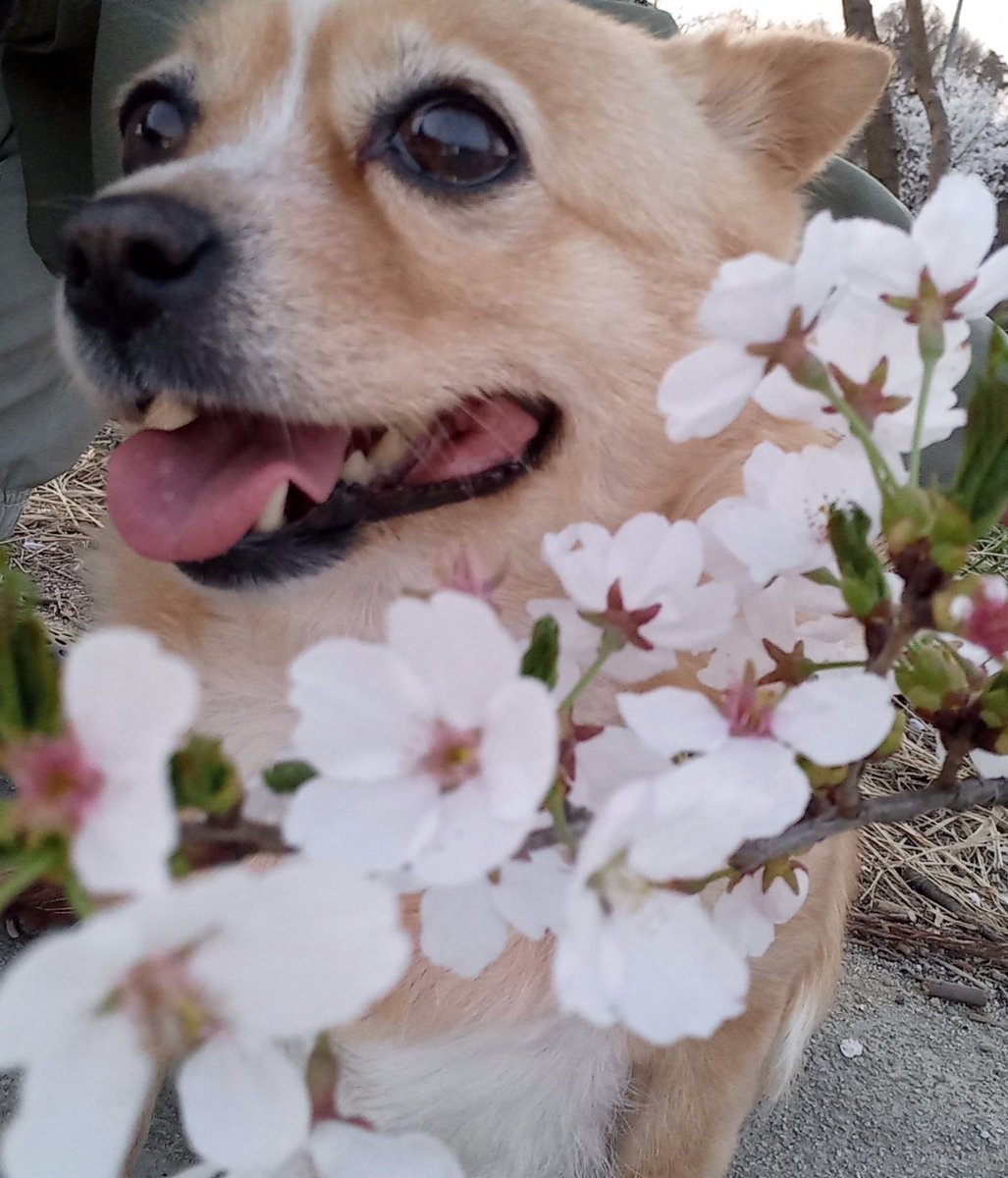 Tysbthlong's tweet image. 2012년 대선을 앞둔, 추운 겨울에 태어났어요..
아이보리 색의 복실한 아이라 이름을 보리라고 지었습니다
우울한 시기에 우울하고 예민한 주인 만나 부침도 많이 겪었습니다..
내딴엔 자식이라고 다른 아이들 만큼 못 해줘서 늘 미안했는데 마지막까지 그래서 더 힘든 것 같습니다..