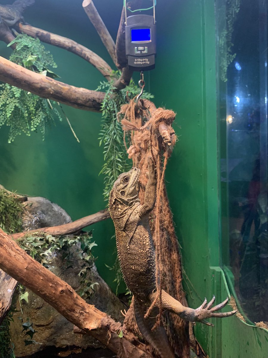 Weighing our lizards is very important to make sure they are healthy!
The aquarists use a rope net hanging from some scales that the lizards are trained to jump onto and grip when they see it.
#bluereefnewquay #bluereefaquariumnewquay #visitnewquay #thingstodoincornwall