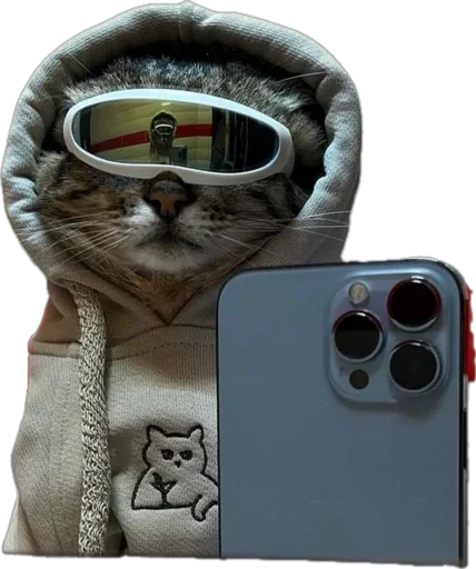 catwifhateth's tweet photo. #catwifhat isn’t your regular cat, she is a cool cat! #issa #coolcat https://t.co/fcV5JBxa2U