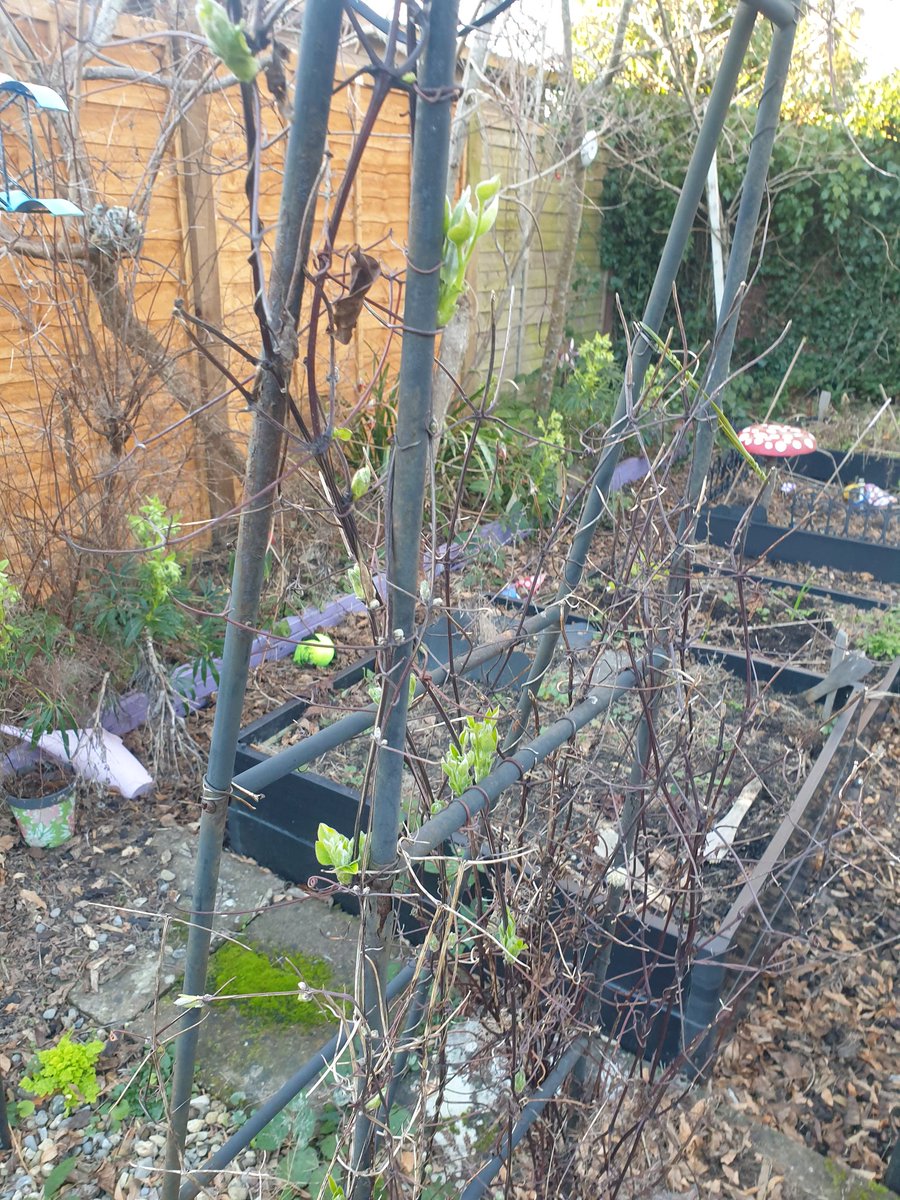EmmaJanesLife's tweet photo. First lawn #crocus of the year
#Bulbs & #wallflowers all putting on growth. #Clematis buds & common (green) #hellibores https://t.co/QIYpUBvWFM
