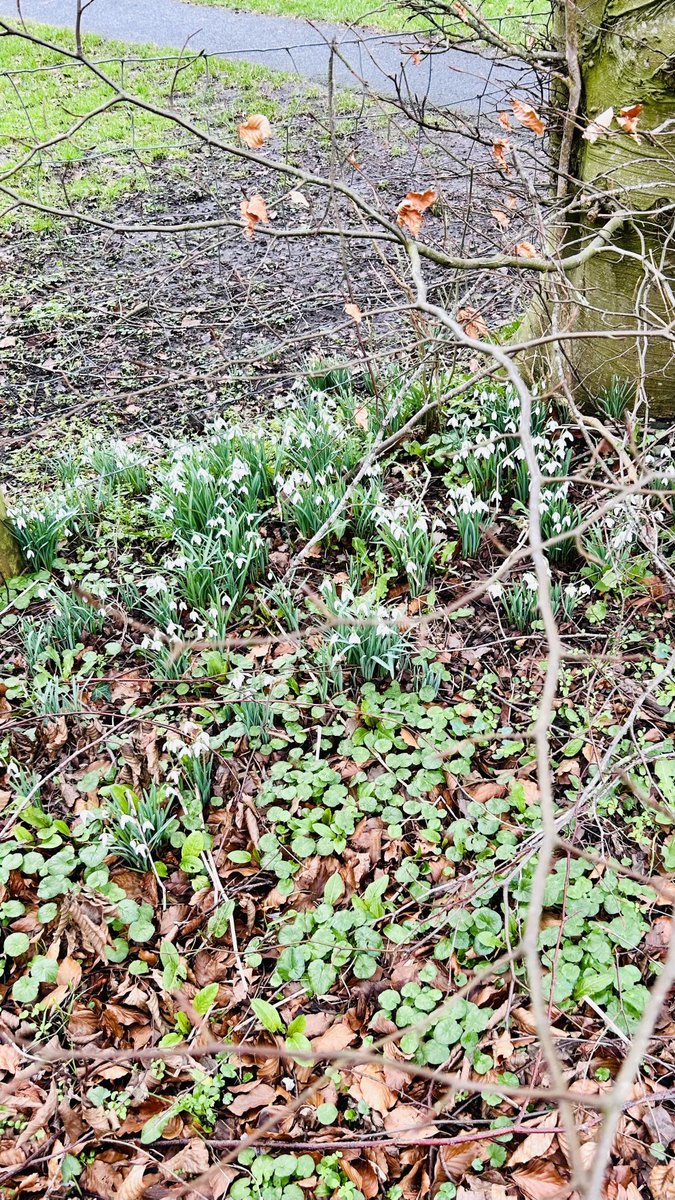 Sonya Jones MBE sonyajonesshrop tweet media