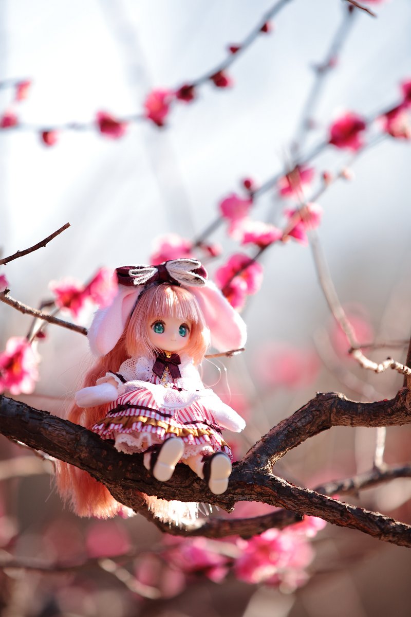 otonasi_DOLL's tweet photo. 初めてのドールの外撮影行ってきました
関東でも早咲きの梅がちょうど見ごろでした
#シュガーカップス #sugarcups #アゾカツ https://t.co/WpWtsNCxc7