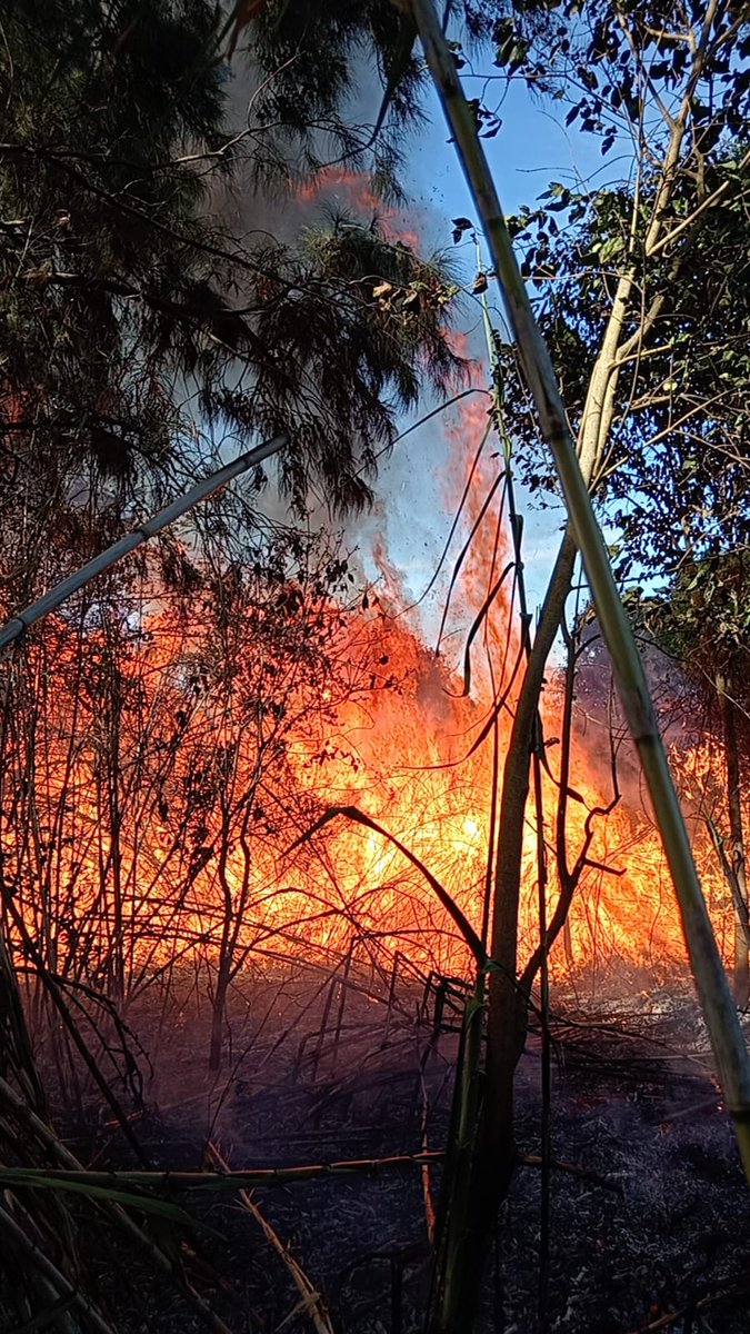 DNdeBomberosUy's tweet photo. 🚨 Ayer se registraron más de 100 incendios solamente en la zona metropolitana, algunos incluso con riesgo a fincas.

⚠️ El riesgo de incendios es: 

🔴 𝗠𝗨𝗬 𝗔𝗟𝗧𝗢 🔴 https://t.co/XqPOTOUN7j