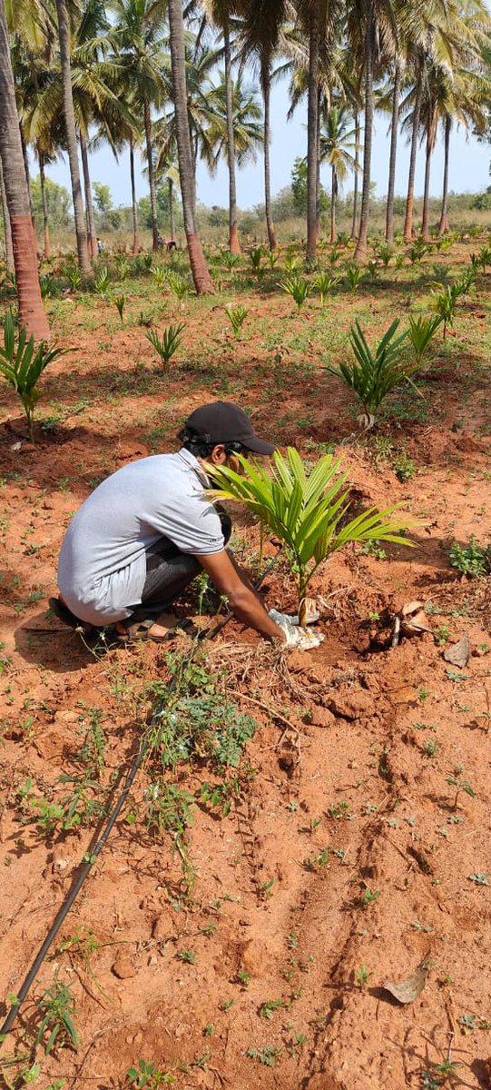 Ravikumar_1306's tweet photo. A Memorable day🥰
Tree plantation 🌿 and maintenance activity from my company ❤️ at BAIF, Lakkihalli, Tiptur, Karnataka.
@tataelxsi #Savetrees
#Bangalore #TataElxsi #BAIF #Treeplantation #NGO https://t.co/udqH2dmO4r