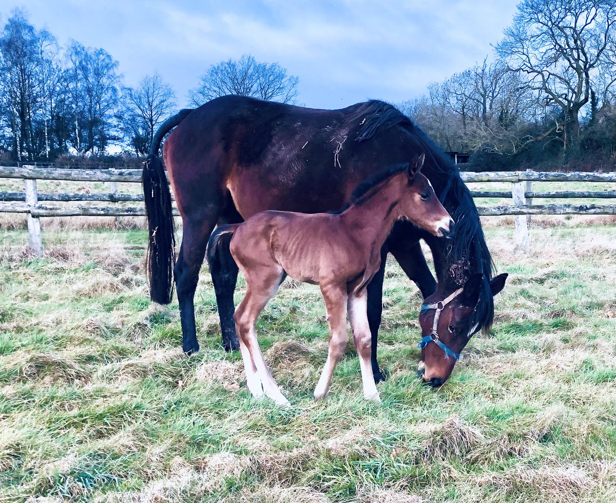 Dance Legend, due a change of luck, visited Space Traveller last year to work the oracle. Thanks to @BallyhaneStud and all their efforts. Pictured this morning at 22 hours old, a bay colt!