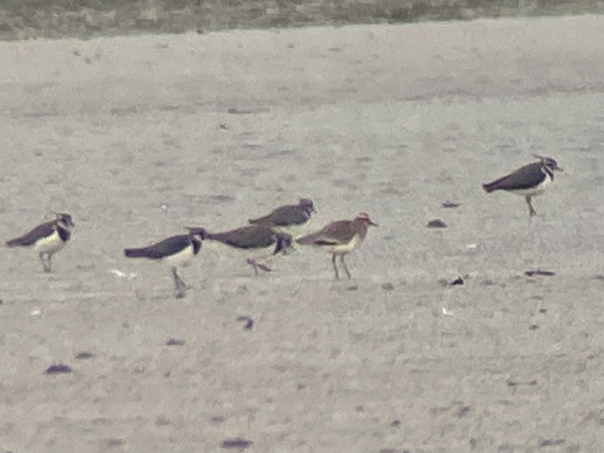 After dipping Sociable Lapwing in Kuwait during December, I couldn’t resist twitching this bird in Cornwall today with @1squidge. Amazing to finally catch up with this critically endangered wader! 💪🏻 Great to catch up with some top lads too <a href="/01000011S/">cliff smith</a> <a href="/knotsbirder/">Sam Viles</a> <a href="/DeansMatthew/">Matthew Deans</a>