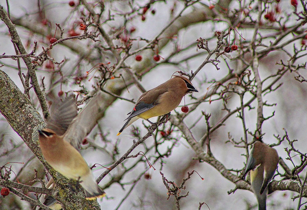 SightingsDay's tweet photo. End of winter trialogue…
I spotted these beauties this morning in Wisconsin. First time to see them here for me!
@WDNR are they native to the state?
They are gorgeous!
@CanonUSA #conversationsofnature
#birding https://t.co/PTqaZFfMgE