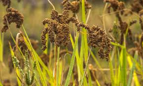 TASIBO's tweet image. Himalayan Finger Millet...
#Nepal #Kodo