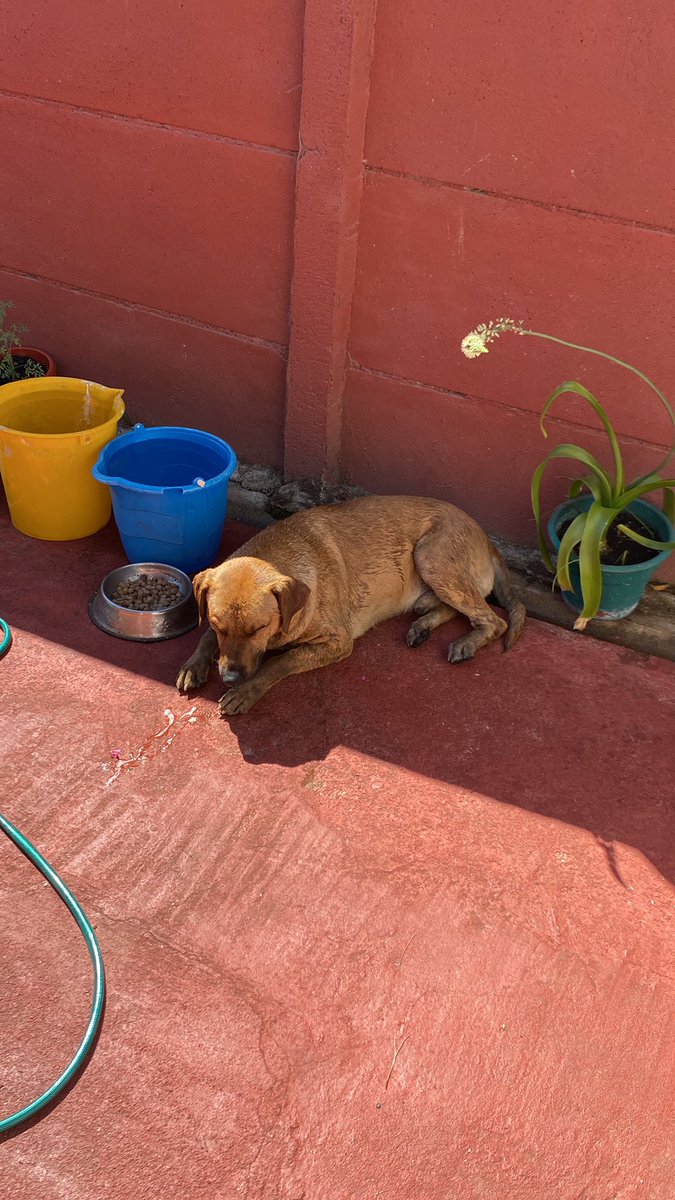 Kxvmvn10's tweet photo. Hola este perrito lo rescatamos de achupallas, paradero 10. Avisar si alguien conoce a su dueño. #VinadelMar #Valparaiso #Achupallas https://t.co/QMbYxKggcx