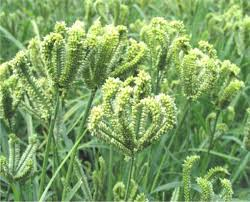 TASIBO's tweet image. Himalayan Finger Millet...
#Nepal #Kodo