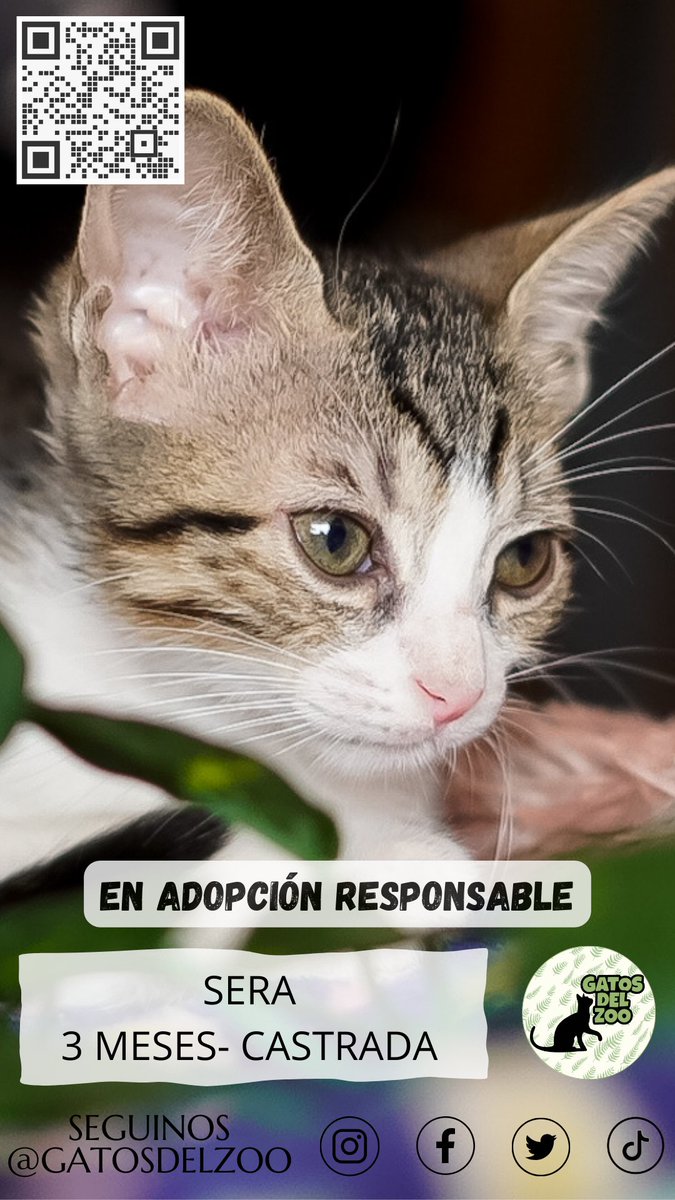 EN ADOPCIÓN RESPONSABLE

#cordoba #cordobacapital 

<a href="/yo_nva/">YoVendoNvaCba</a>
